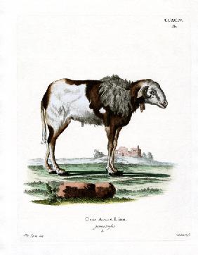 Guinea Sheep