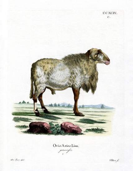 Guinea Sheep from German School, (19th century)