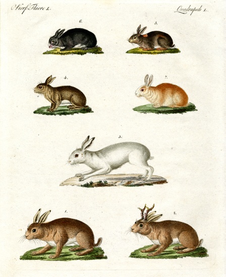 Hares and rabbits from German School, (19th century)