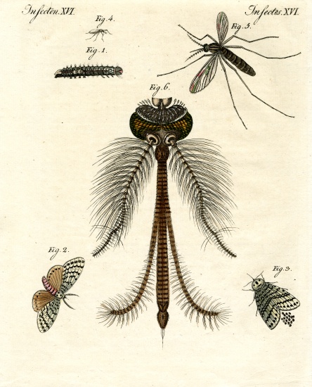 Harmful insects from German School, (19th century)