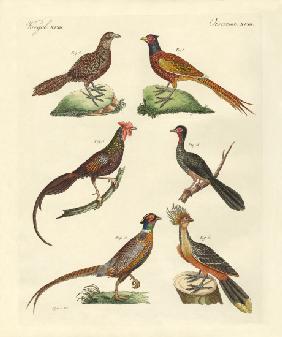 Hen-like birds