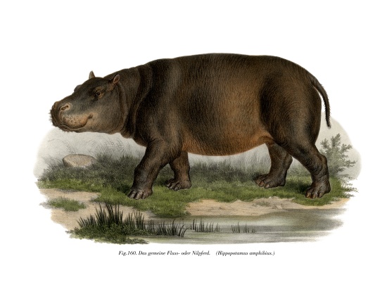 Hippopotamus from German School, (19th century)