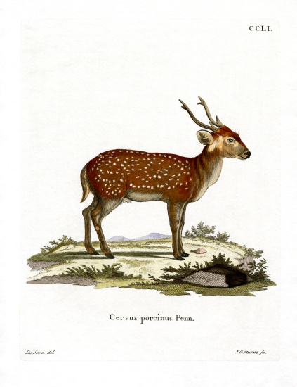 Hog Deer from German School, (19th century)
