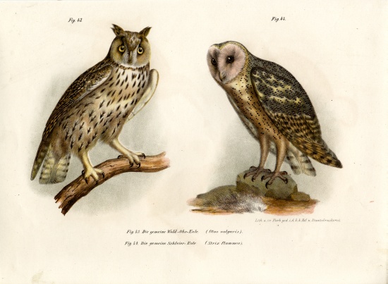 Horned Owl from German School, (19th century)