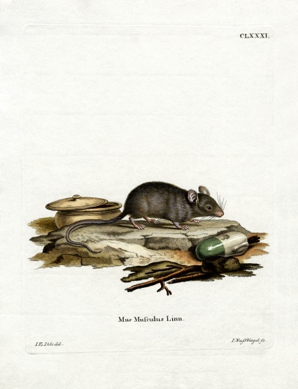 House Mouse from German School, (19th century)