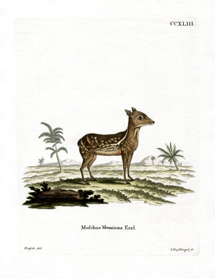 Indian Spotted Chevrotain from German School, (19th century)