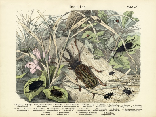 Insects, c.1860 from German School, (19th century)