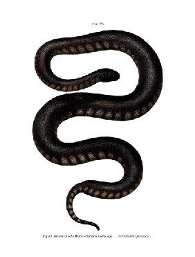 Javan File Snake