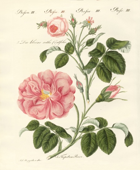 Kinds of roses from German School, (19th century)
