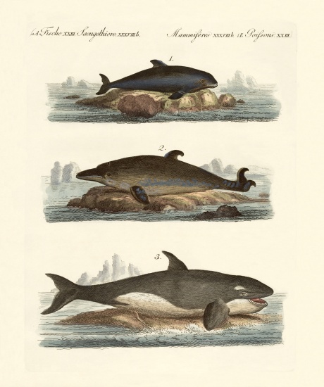 Kinds of whales from German School, (19th century)