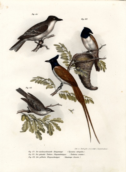 King Bird from German School, (19th century)