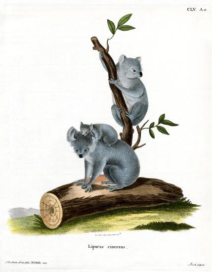 Koala from German School, (19th century)