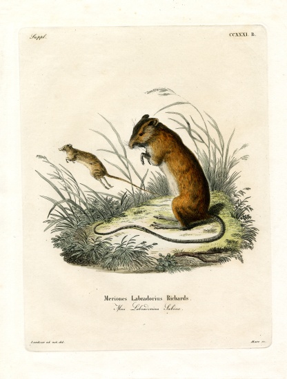 Labrador Jumping Mouse from German School, (19th century)
