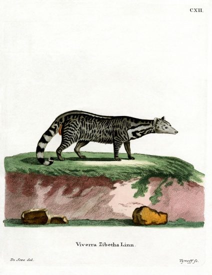 Large Indian Civet from German School, (19th century)