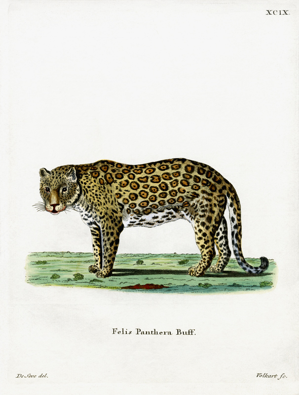 leopard from German School, (19th century)