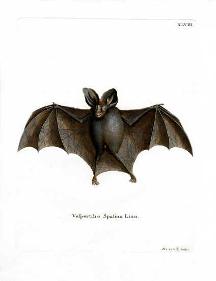 Lesser False Vampire Bat from German School, (19th century)
