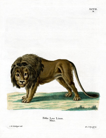 Lion from German School, (19th century)