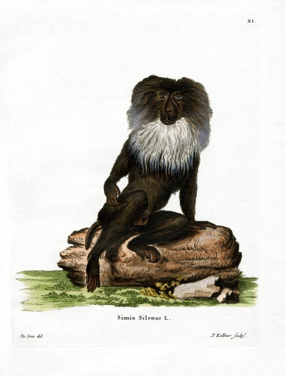 Lion-tailed Macaque from German School, (19th century)