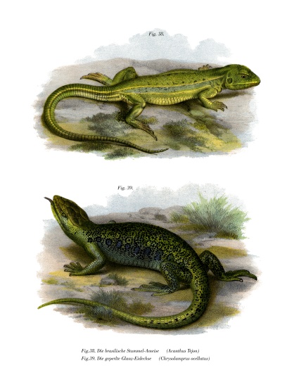 Lizard from German School, (19th century)