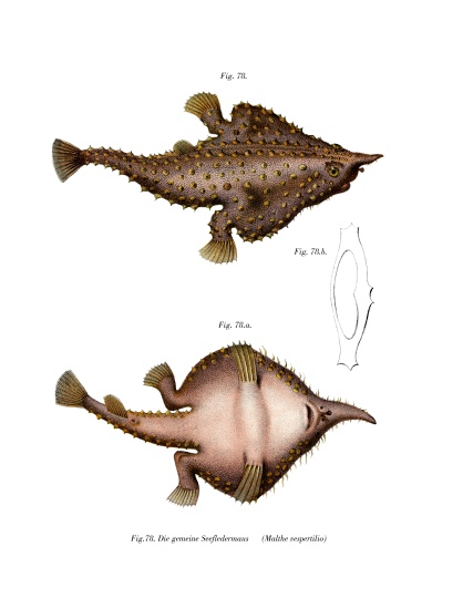 Longnose Batfish from German School, (19th century)