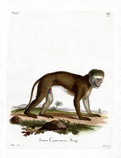 Malbrouck Monkey from German School, (19th century)