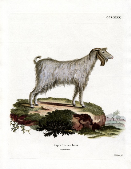 Mamber Goat from German School, (19th century)