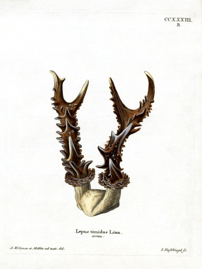Maountain Hare Antlers from German School, (19th century)