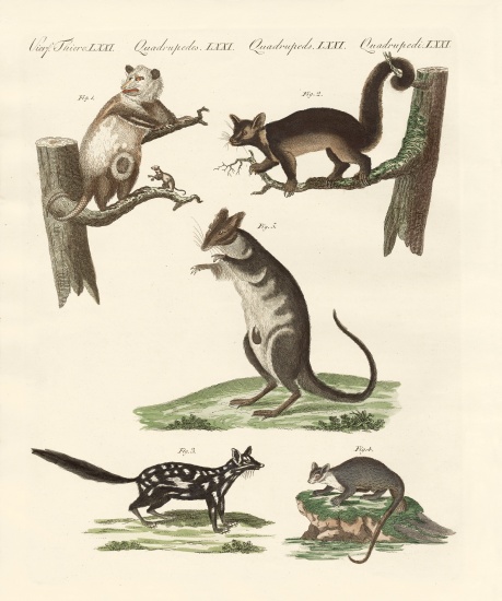 Marsupials from German School, (19th century)
