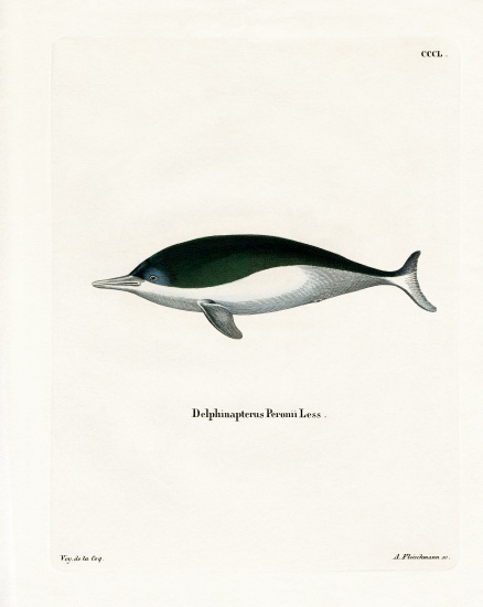 Mealy-mouthed Porpoise from German School, (19th century)
