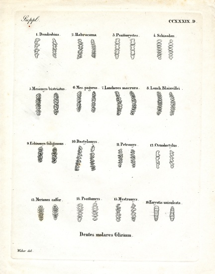 Molars from German School, (19th century)