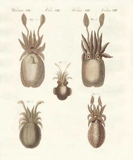 Molluscs or soft worms from German School, (19th century)