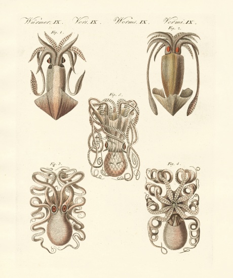 Molluscs or soft worms from German School, (19th century)