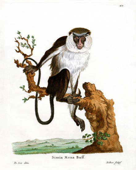 Mona Monkey from German School, (19th century)