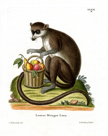 Mongoose Lemur from German School, (19th century)