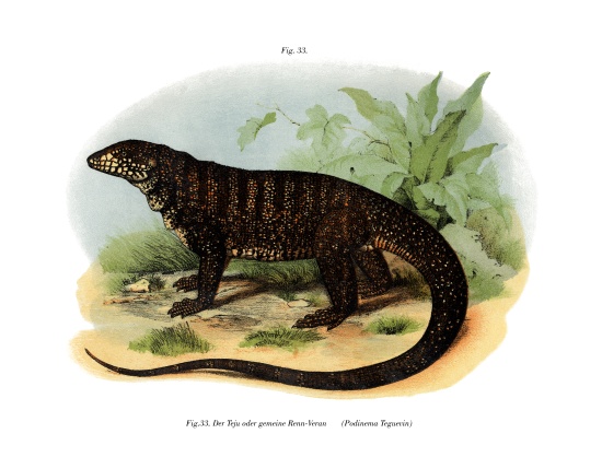 Monitor Lizard from German School, (19th century)