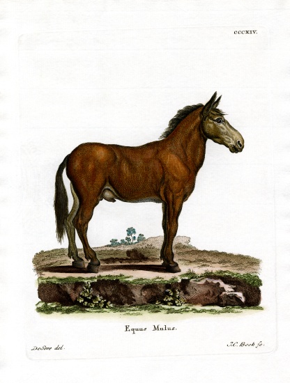 Mule from German School, (19th century)