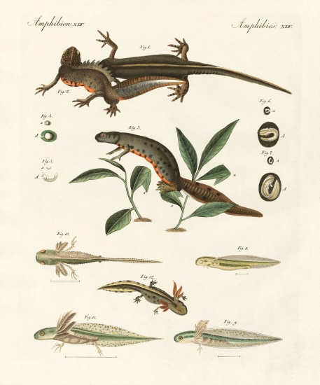 Natural history of sea salamander from German School, (19th century)
