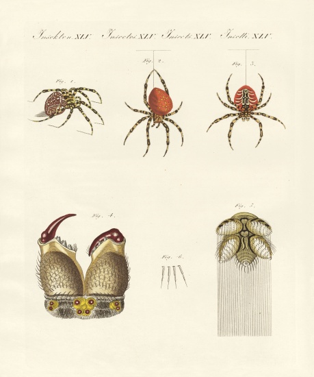 Natural history of the spider from German School, (19th century)