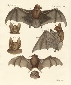 New bats