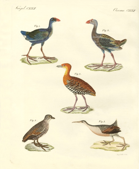 New birds from German School, (19th century)