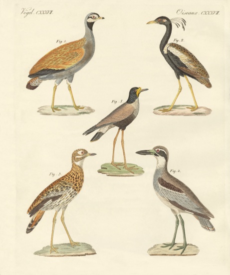 New ratite birds from German School, (19th century)
