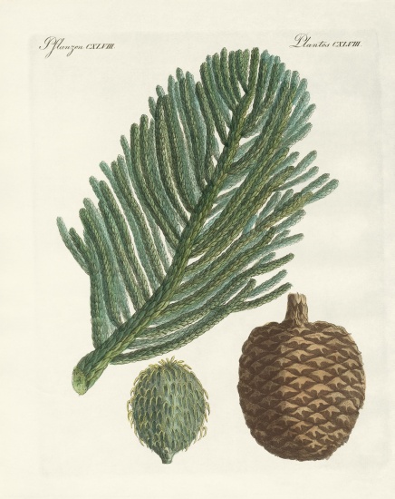 Norfolk Island Pine from German School, (19th century)