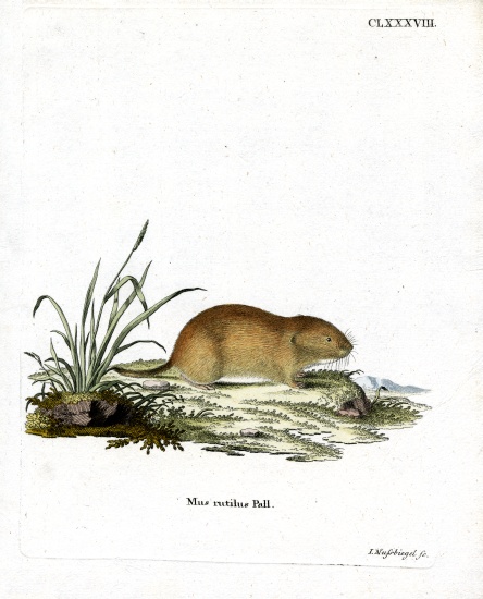 Northern Red-Backed Vole from German School, (19th century)