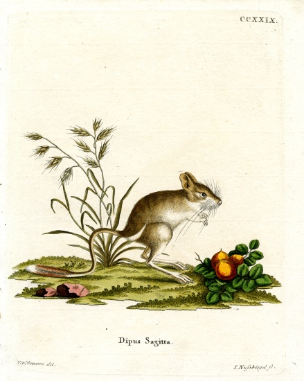 Northern Three-toed Jerboa from German School, (19th century)