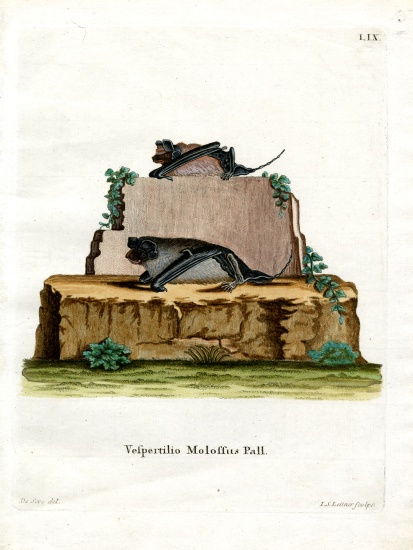 Pallas's Mastiff Bat from German School, (19th century)