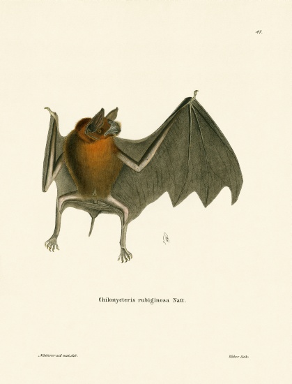 Parnell's Mustached Bat from German School, (19th century)