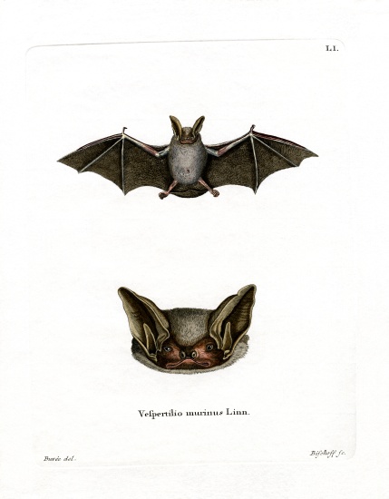 Particoloured Bat from German School, (19th century)