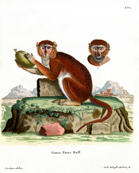 Patas Monkey from German School, (19th century)