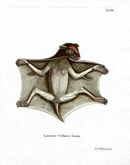 Philippine Flying Lemur from German School, (19th century)