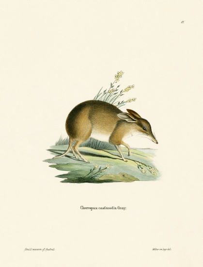 Pig-footed Bandicoot from German School, (19th century)